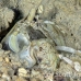 shrimp_mantis_unknown_sne_h_0169_yap0511.jpg